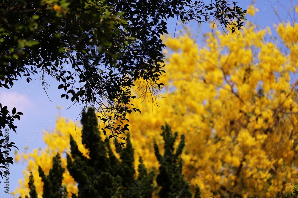 Green tree and cassia tree closeup with blue sky nature landscape background
