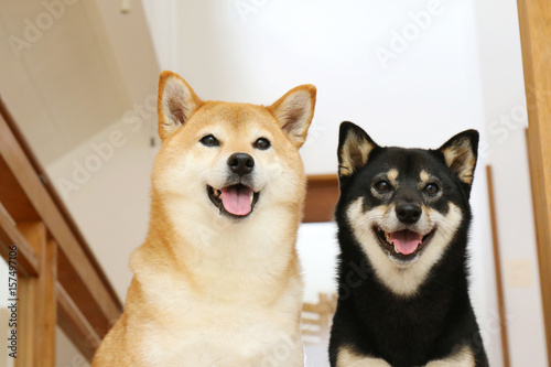 Obraz na płótnie 柴犬 w salonie