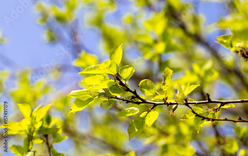 Small green leaves on a tree in spring