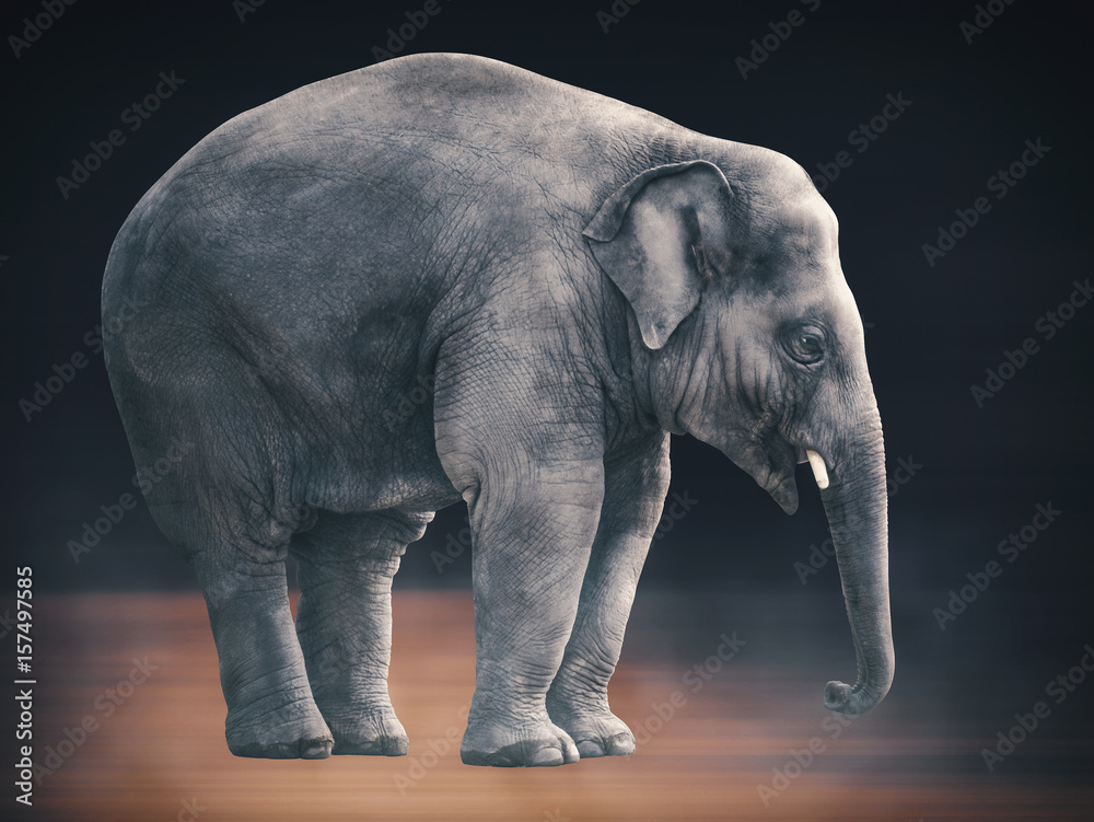 Giant Elephant portrait artwork