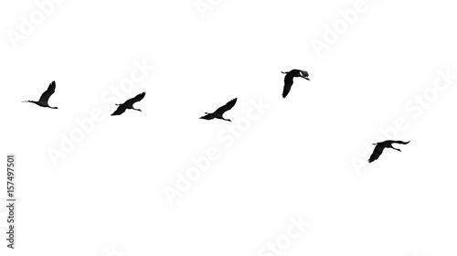 Flock of swans isolated on white background © schankz