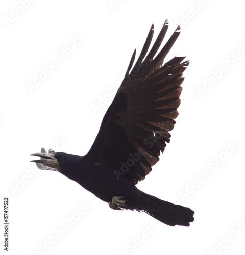 Raven in flight isolated on white background