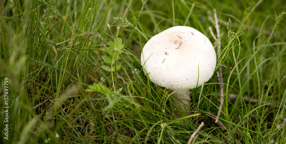 White mushroom on nature in the grass White mushroom on nature in the grass