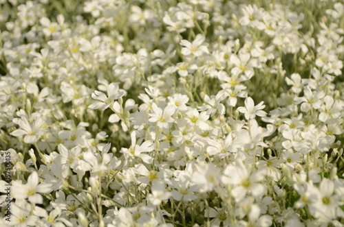 Obraz na płótnie Summer field of white small flowers w salonie