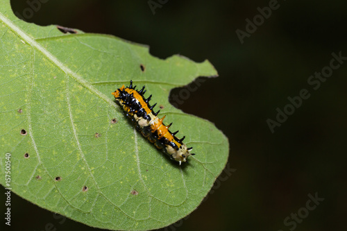 Common Mime (Papilio clytia) caterpillar © teptong