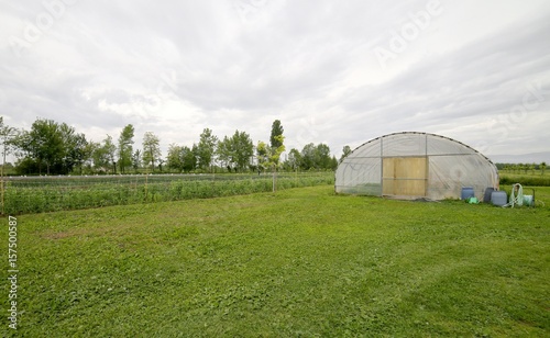 Large greenhouse for the cultivation of vegetables © ChiccoDodiFC