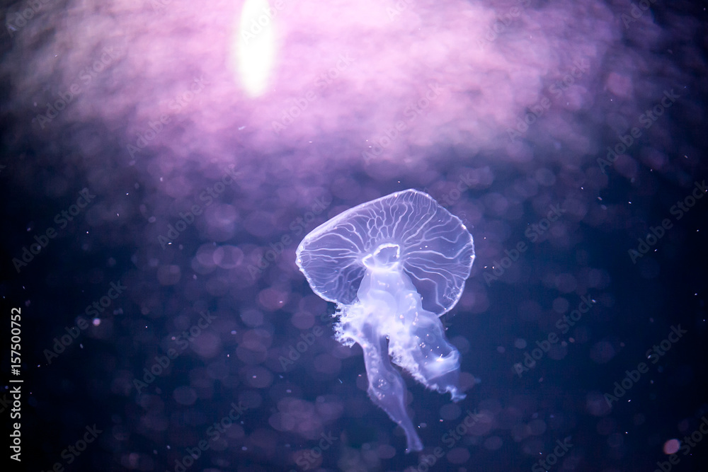 Obraz premium jellyfish