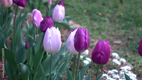 Purple and Pink Tulips IV