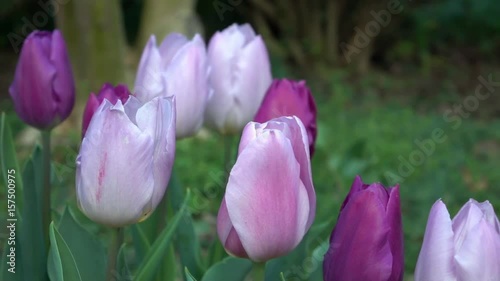 Purple and Pink Tulips