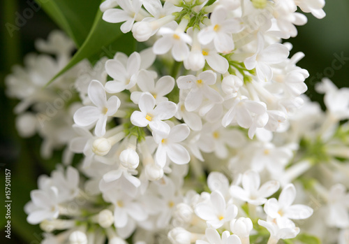 White flowers of lilac on nature