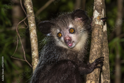 Fototapeta Naklejka Na Ścianę i Meble -  Aye-aye, nocturnal lemur of Madagascar
