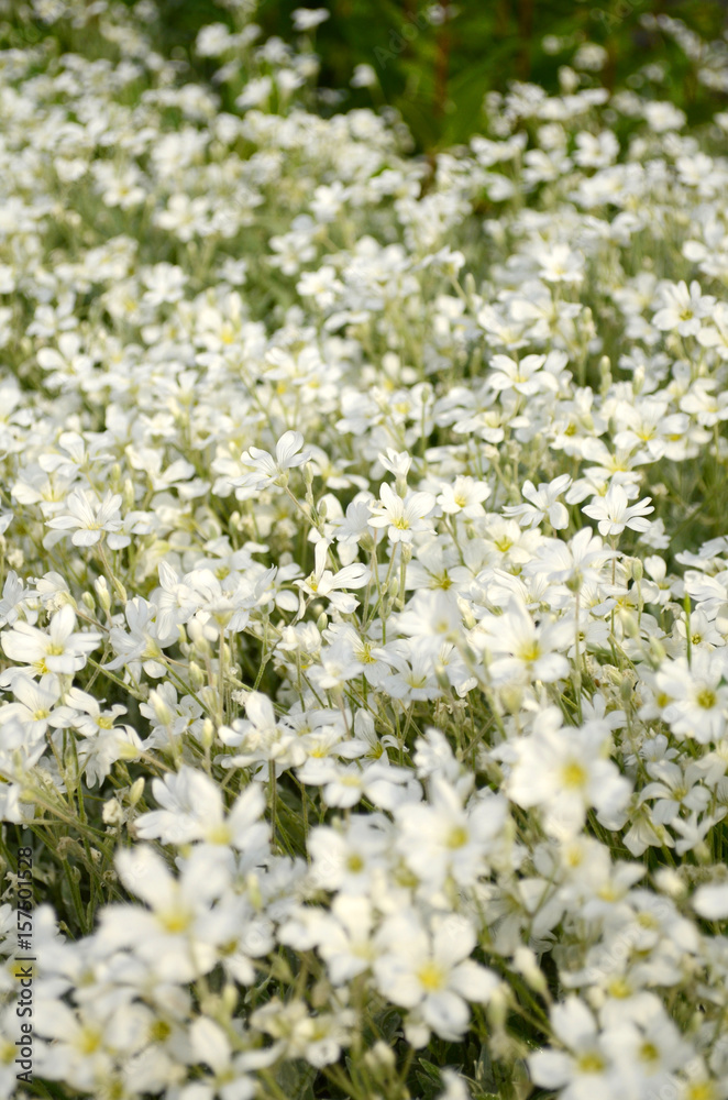 Summer field of white small flowers
