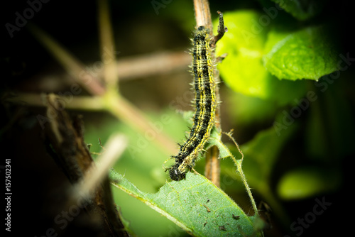 Caterpillar eating on a nettle