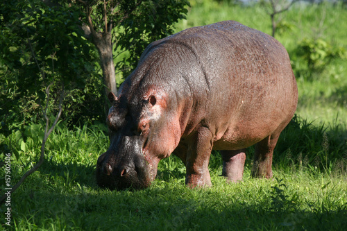 Foto Wild Hippo in African river water hippopotamus (Hippopotamus amphibius