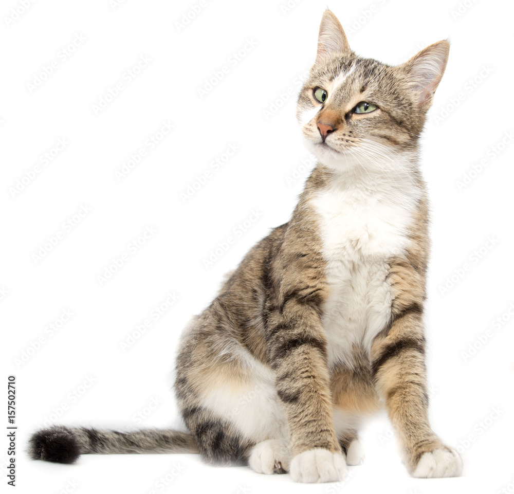 Portrait of a cat on a white background