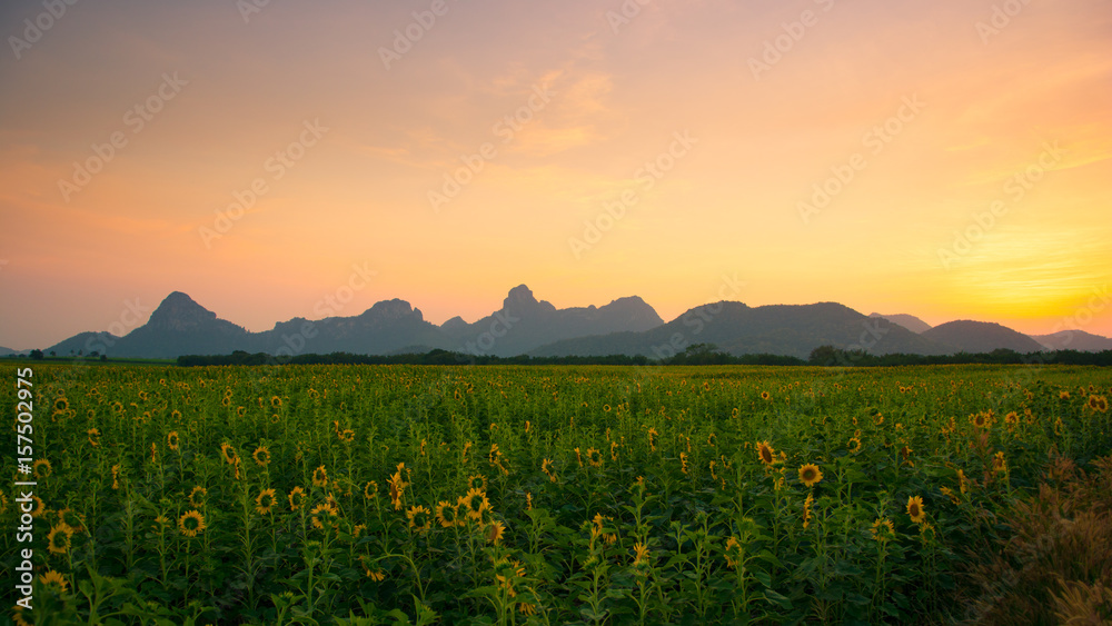 Sunflower field with landscape view at dusk.