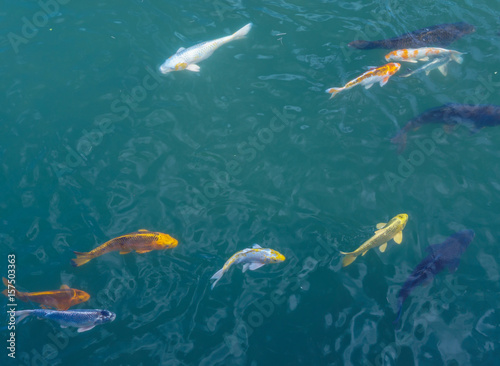 Koi fish swimming in their pond, Japan.