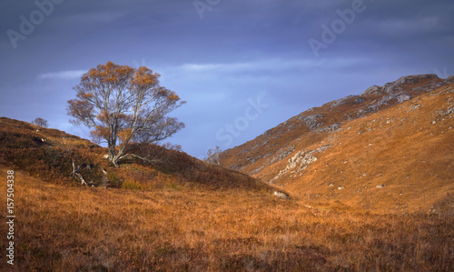 A lone tree in the wilds of the Scottish Highlands, Scotland, UK.