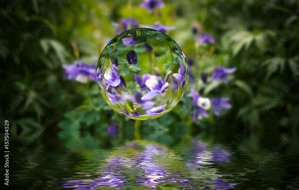 Purple flowers in glass sphere reflecting on water. Stock 写真 Adobe Stock