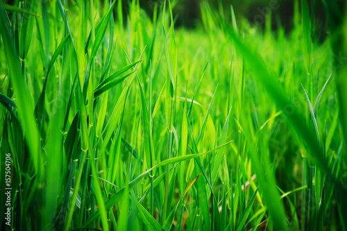 Background of green grass.