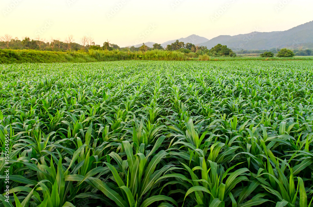 Fototapeta premium Landscape and corn field with the sunset on the farm