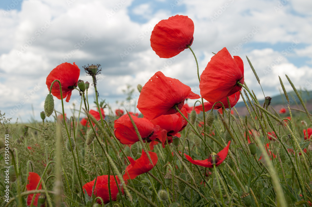 Obraz premium kwiaty maku, pąki i strąki