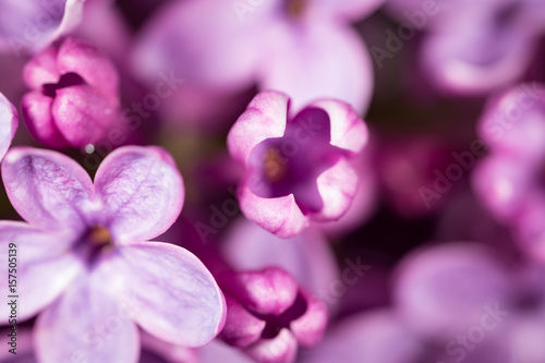 Beautiful little flowers of lilac. macro © schankz