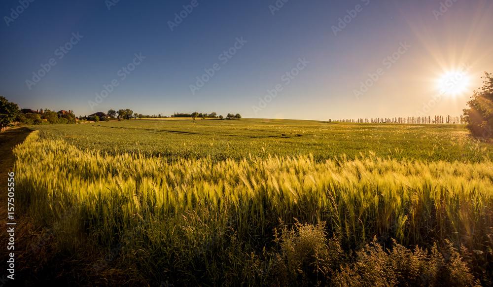 Summer sunset over the field of grain.