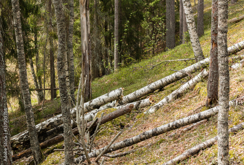 Fototapeta premium Rotten wood in ridge forest