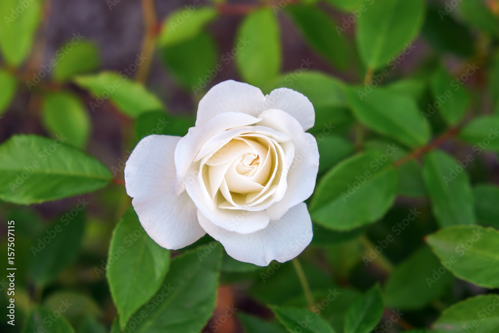 Beautiful white rose blooming in the garden. Flower growth Beautiful white rose blooming in the garden. Flower growth