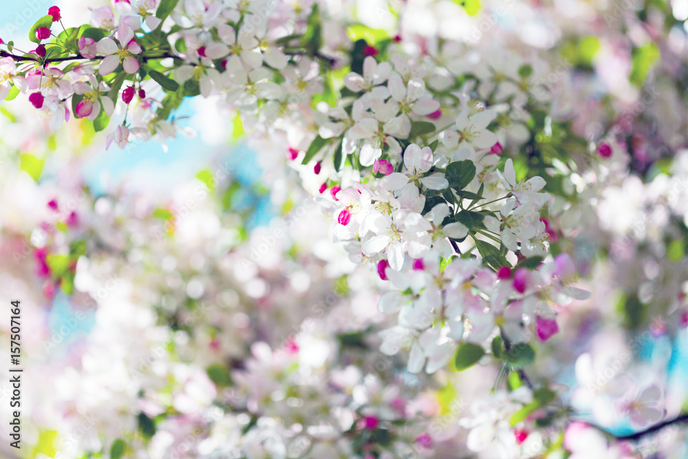 Blossoming tree