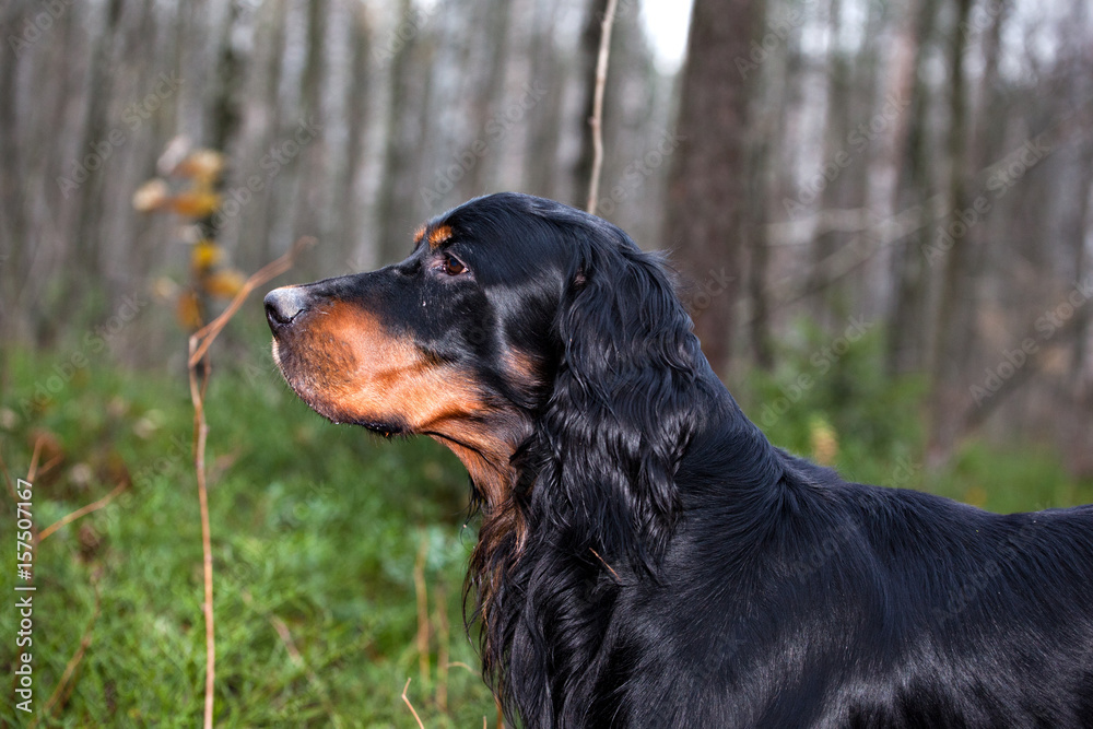 Gordon Setter hunting dog standing in profile in the  forest
