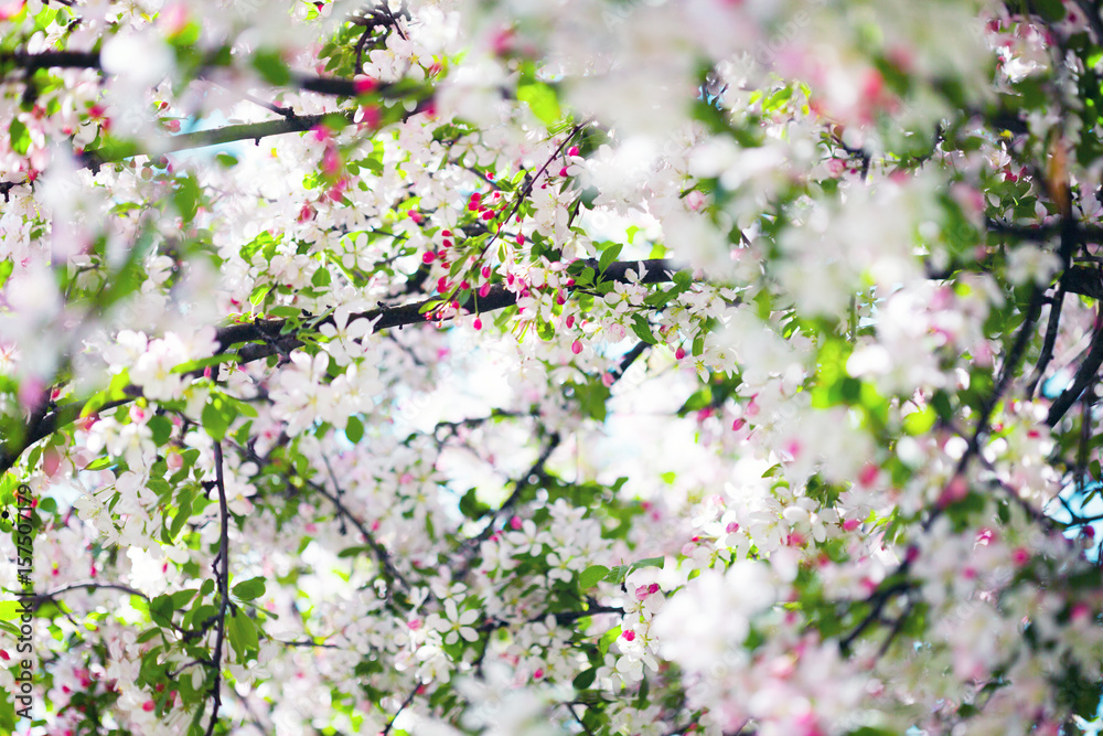 Blossoming tree