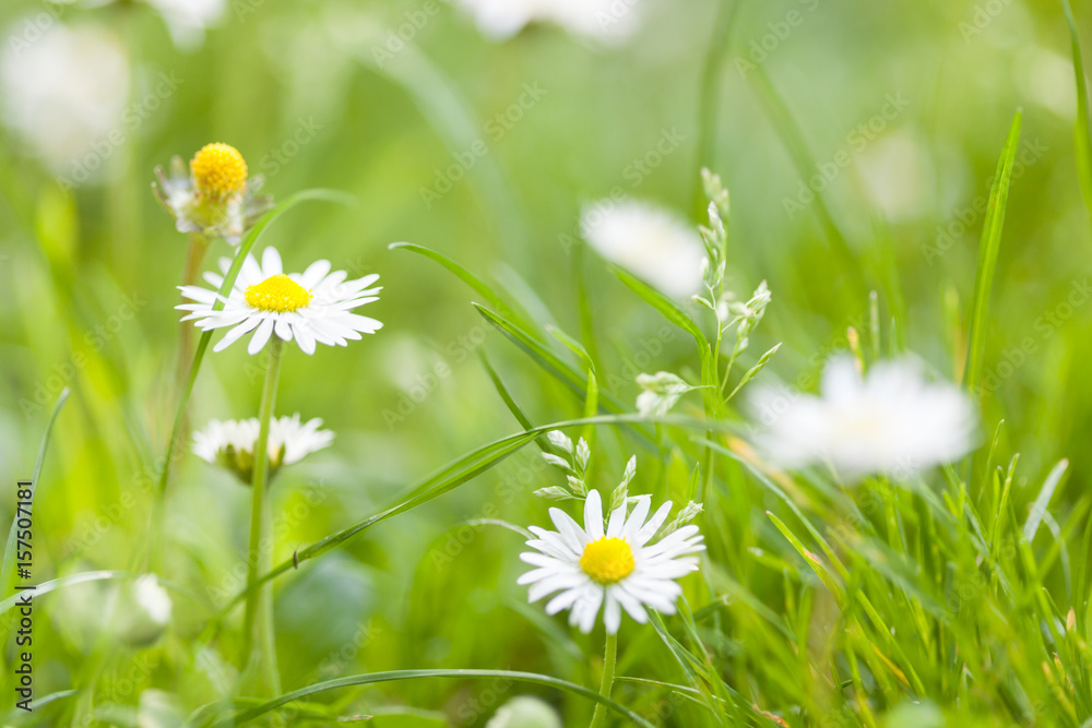 Daisies