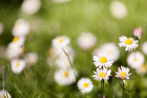 Obraz na płótnie Daisies w salonie