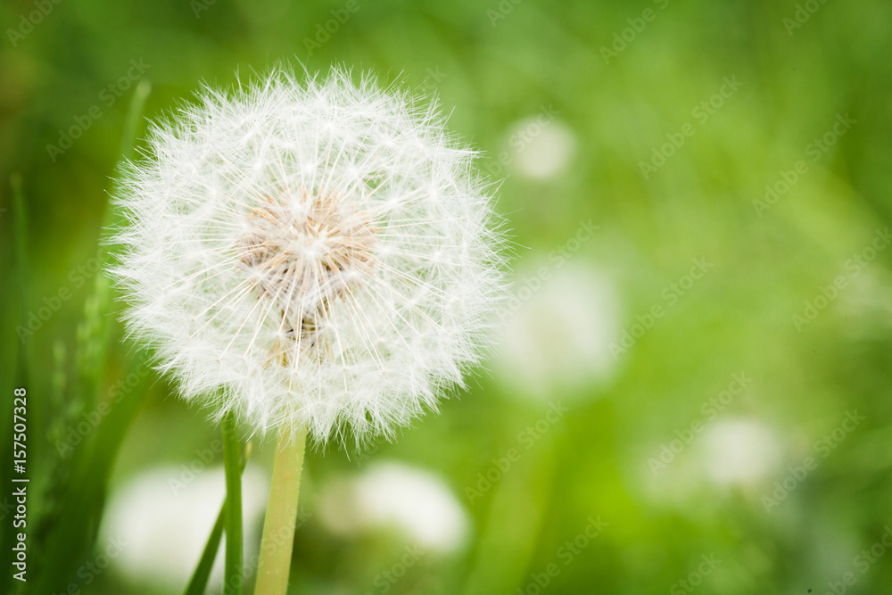 Dandelion