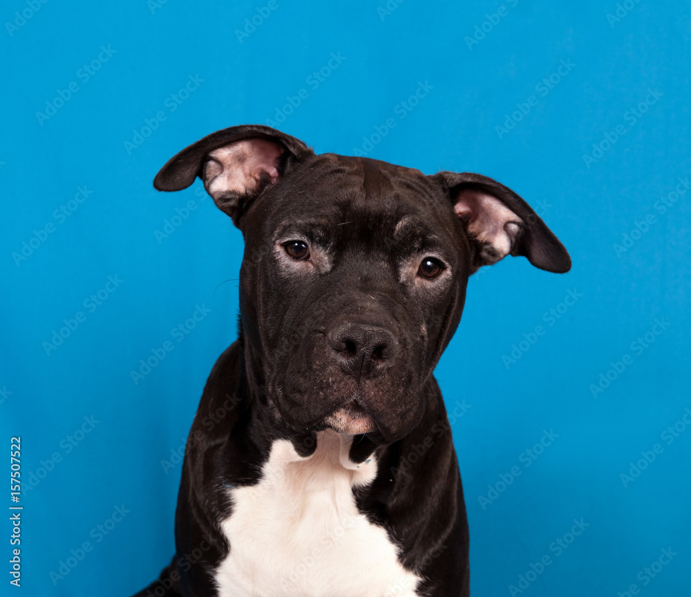 Portrait of the american staffordshire terrier puppy