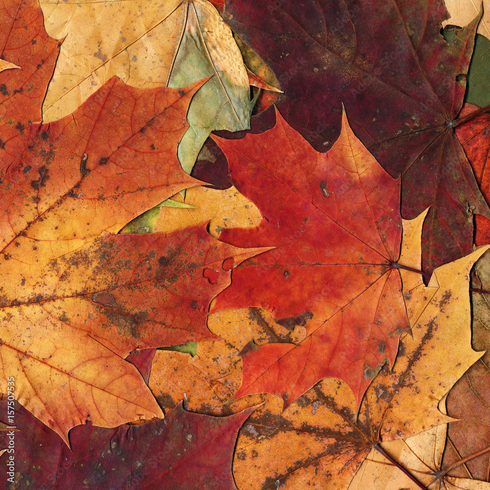 Autumn leaves background
