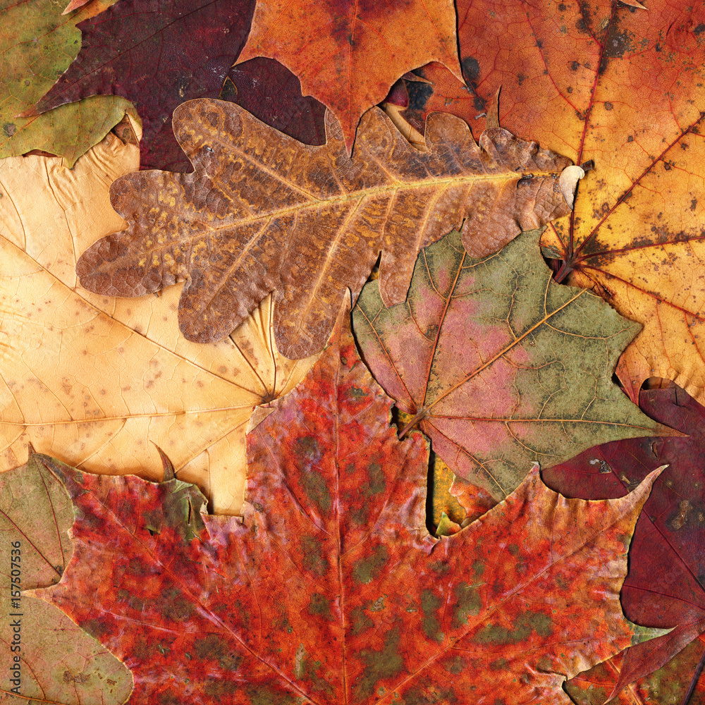Autumn leaves background