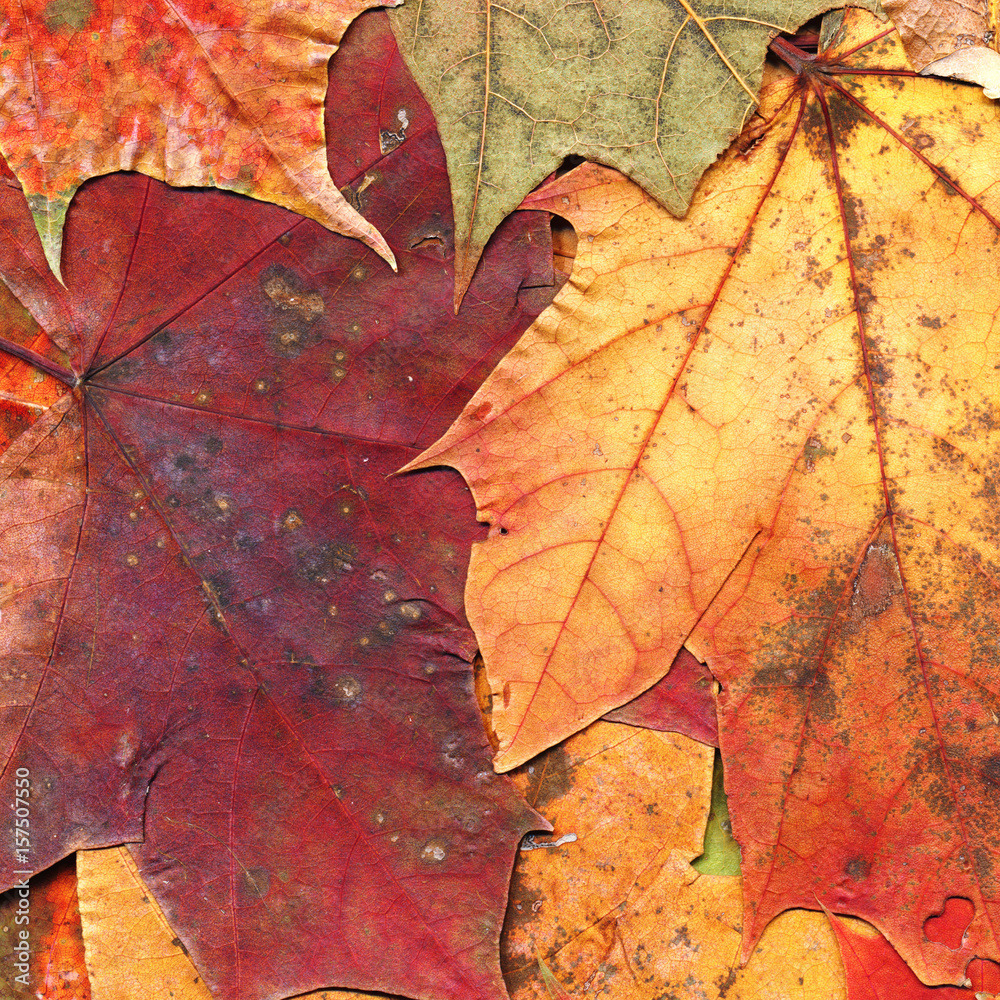Autumn leaves background
