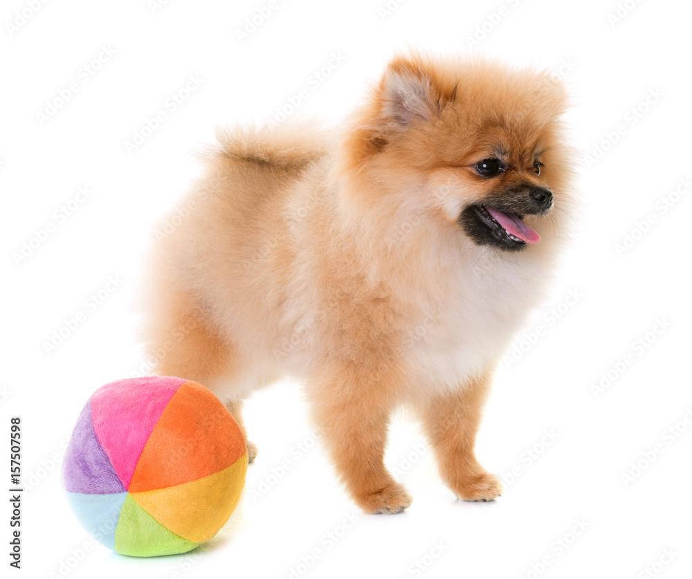 pomeranian puppy in studio pomeranian puppy in studio