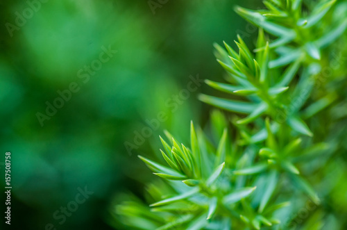 green needle leaves of the pine tree with a beautiful bokeh