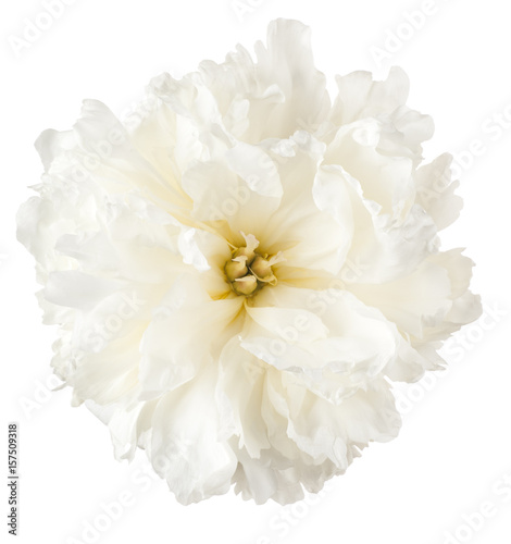 peony flower isolated