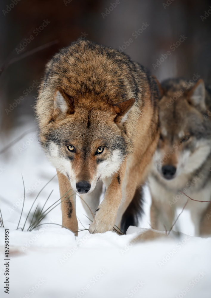 Wolf Front
