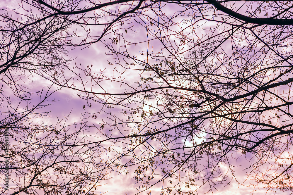 Branches on a background of a cloudy sky. Abstract minimalistic image, repetition of lines, background, splash.
Branches on a background of a cloudy sky. Abstract minimalistic image, repetition of lines, background, splash.
