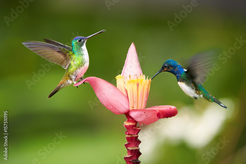 Two  bright blue and green hummingbirds, White-necked Jacobin,Florisuga mellivora and Andean emerald, Amazilia franciae, feeding from banana flower with raindrops, against abstract green background. photo