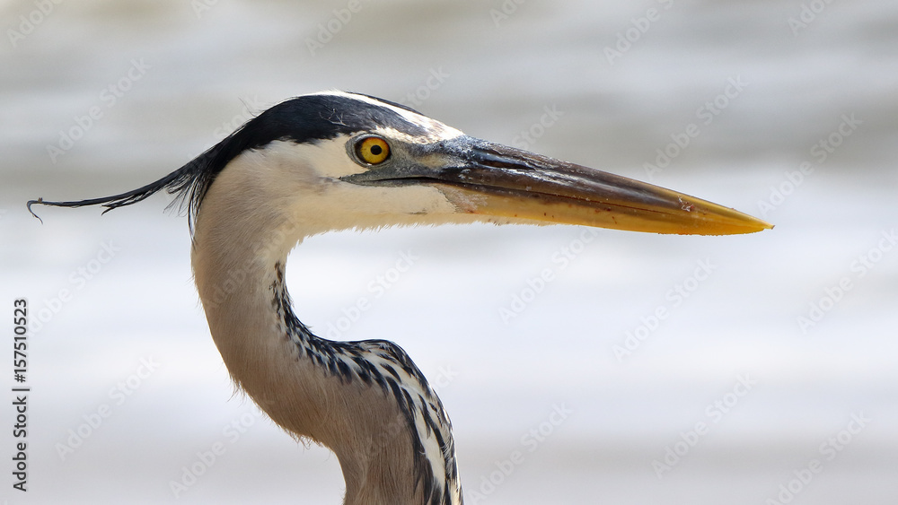 Portrait of a great blue heron, head and neck Portrait of a great blue heron, head and neck