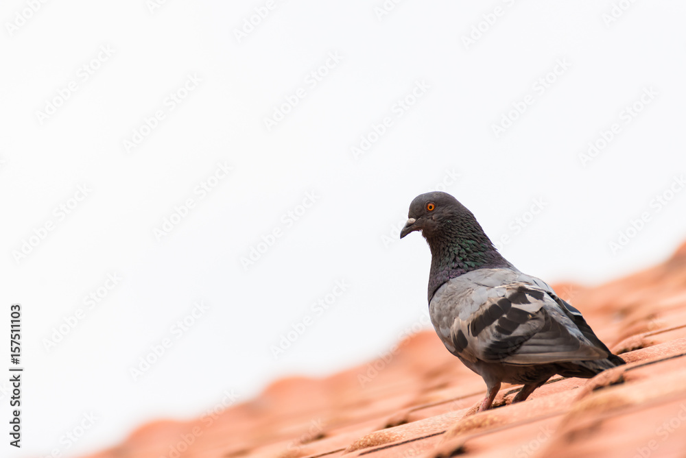 Obraz premium urban pigeon sitting on house roof, copy space