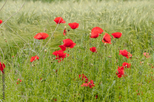 Red poppy flowers in a wheat field.