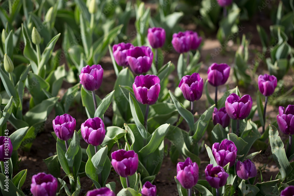 Obraz premium Beautiful purple tulips in nature